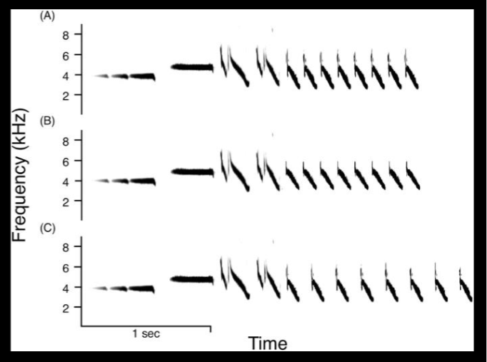 <ul><li><p>it is harder to chirp rapidly at a high frequency and wide bandwidth</p><ul><li><p>i.e. greater trill rate = less bandwidth</p></li></ul></li></ul><p></p>