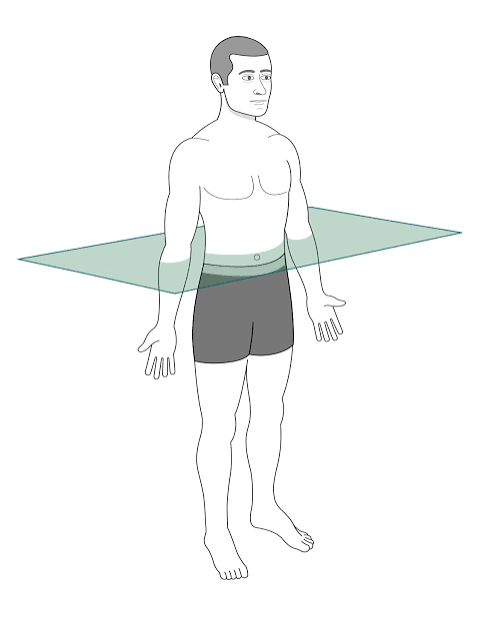 <p>Horizontal plane (aka transverse)</p>