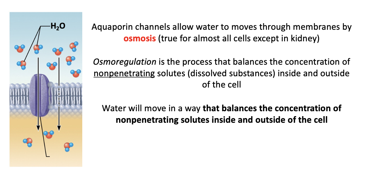 <p>-Water can move freely across the plasma membrane in almost all cells, due to the presence of aquaporins</p>