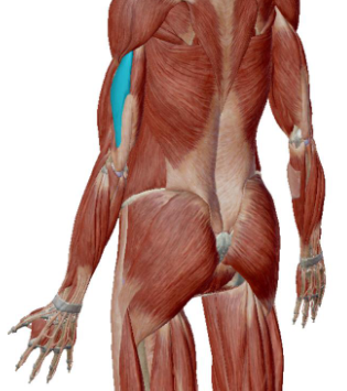 <p>what muscle is this</p>