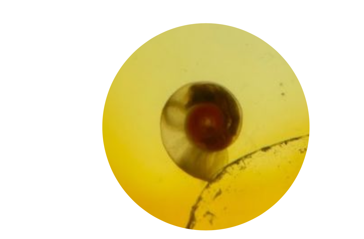 <p>Identification of Intermediate Host:</p><p>Parasite:</p><p>Organ loc:</p><p>Definitive Host:</p>