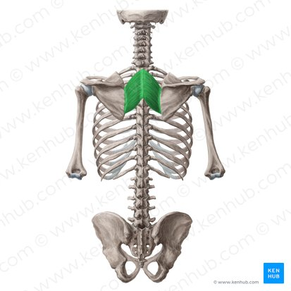 <p>rhomboideus (rhomboid) major (ACTION)</p>