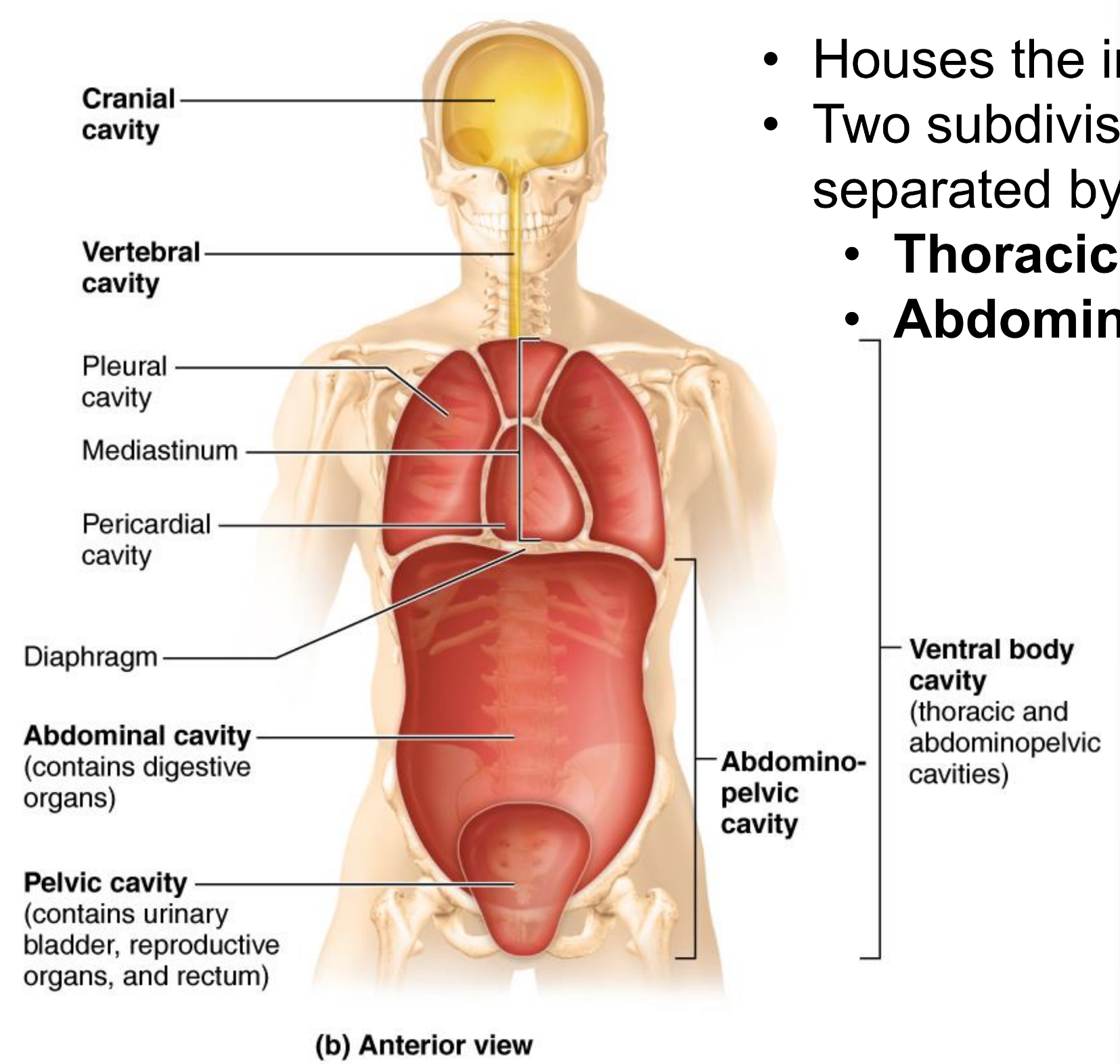 <p>Ventral body cavity</p>