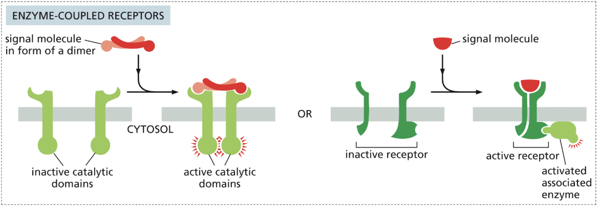 <ol><li><p>An inactive RTK enzyme-coupled receptor has a large space between the two inactive monomers, inhibiting function</p></li><li><p>A signal molecule dimer binds, bringing both monomers close, causing dimerization</p></li><li><p>This activates the kinase portion of the receptor</p></li><li><p>Each part of the dimer then phosphorylates its partner on the other dimer (cross-phosphorylation)</p></li><li><p>Proteins recognize those sites, and they serve as docking stations for activated intracellular signaling proteins</p></li><li><p>These signal proteins activate downstream pathways</p></li></ol><p></p>