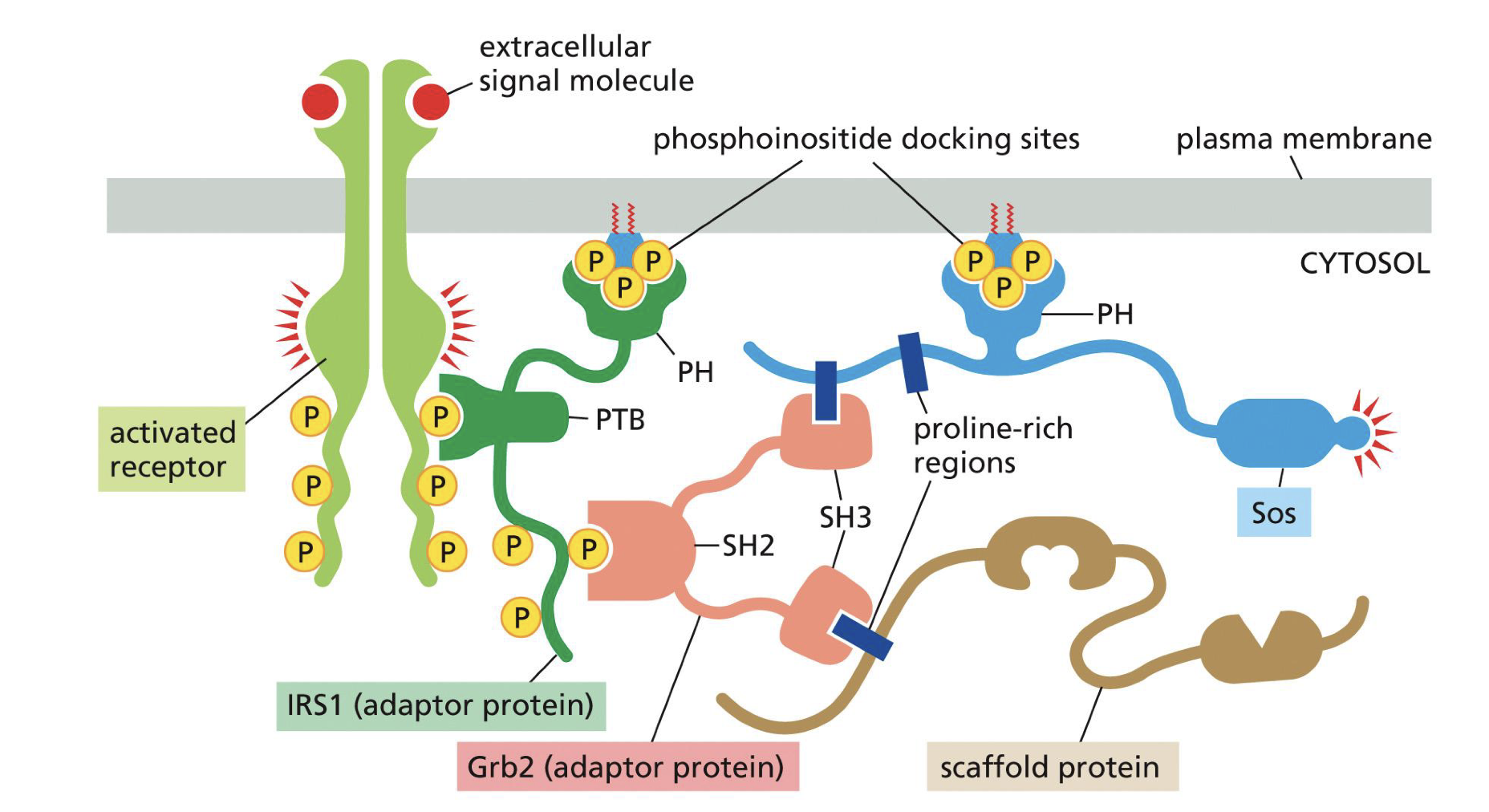 <p>All 1 protein</p><ul><li><p>PH = Plextrin Homology: phospholipid docking, localizes to membrane</p></li><li><p>PTB = PTB: PhosphoTyrosine Binding: links to peptide of RECPTOR with phosphorylated tyrosines (pTr).<br><br>All 1 protein</p></li><li><p>SH2 = Sarc Homology binds to phosphorylated tyrosines. (Can also bind to receptor)</p></li></ul><ul><li><p>SH3 = Sarc Homology binds to proline rich sequences, assemble signaling complex (like scavenging complexes, so to set up actual complex)</p></li></ul><p></p>
