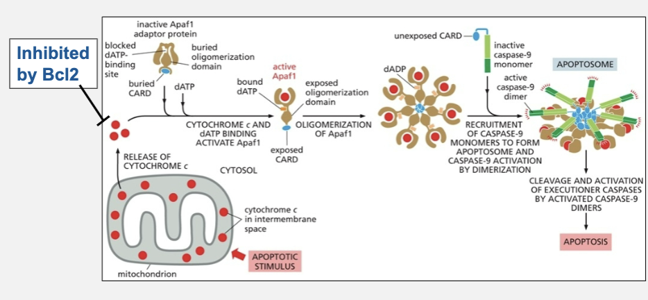 <ul><li><p>causes apoptosis, clustering &amp; activation of caspase 9</p></li></ul><p></p>