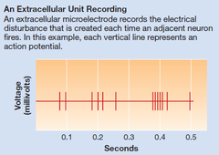 <p>use macroelectrodes to record the electrical activity of many neurons</p>