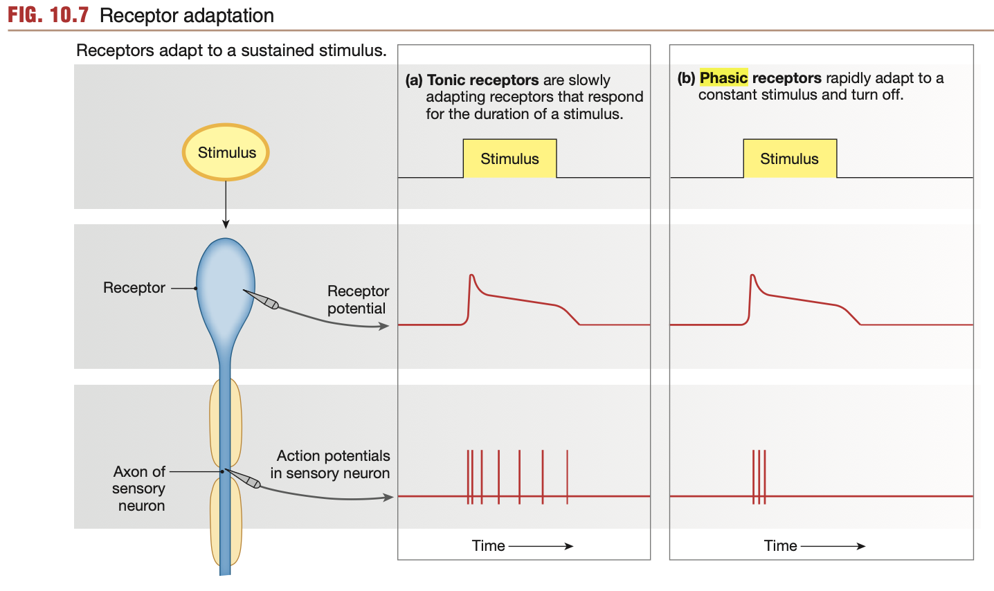<ul><li><p>Notice in diagram, same stimulus duration for tonic and phasic</p><ul><li><p>However, tonic receptors <em>adapt at a slower pace</em></p></li></ul></li></ul><p></p>
