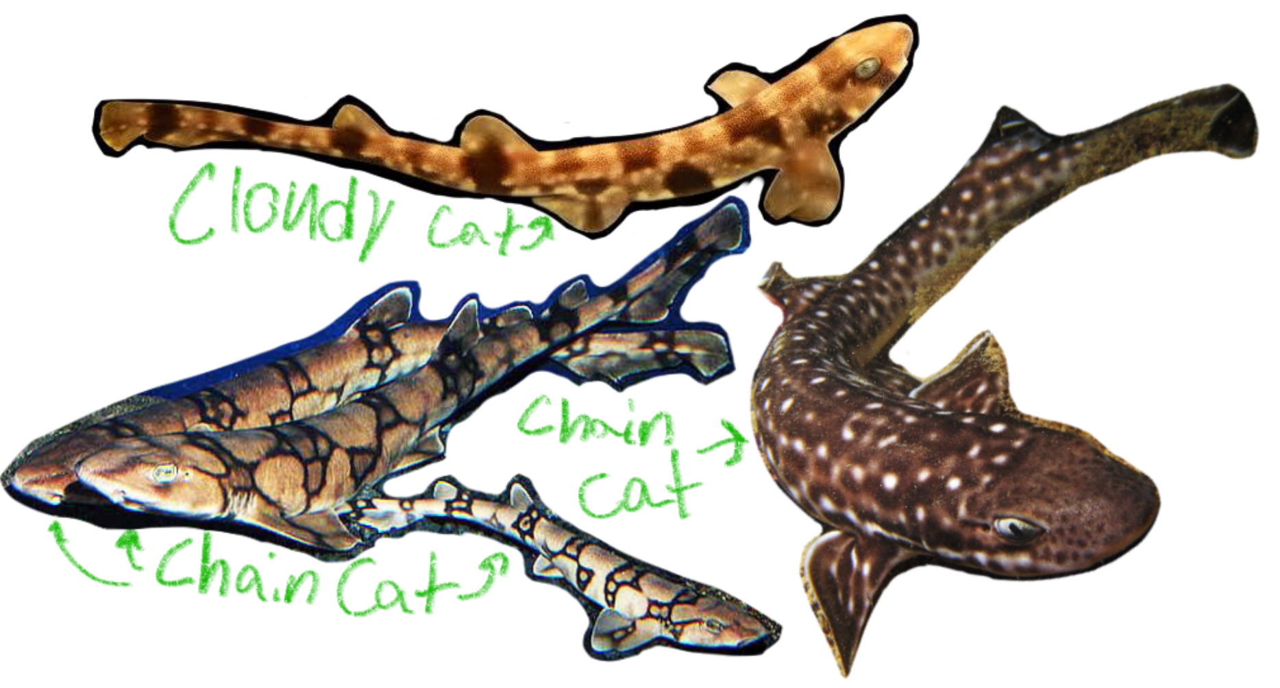 <p>Cat Sharks</p><p>(Skylion: “Dogfish” or “Small Shark",</p><p>Rhinos: “Nose”)</p><p>Includes; Coral Cat Shark, Chain Cat Shark, Cloudy Cat Shark.</p><p>*Found in west wing and cold marine</p><p></p>