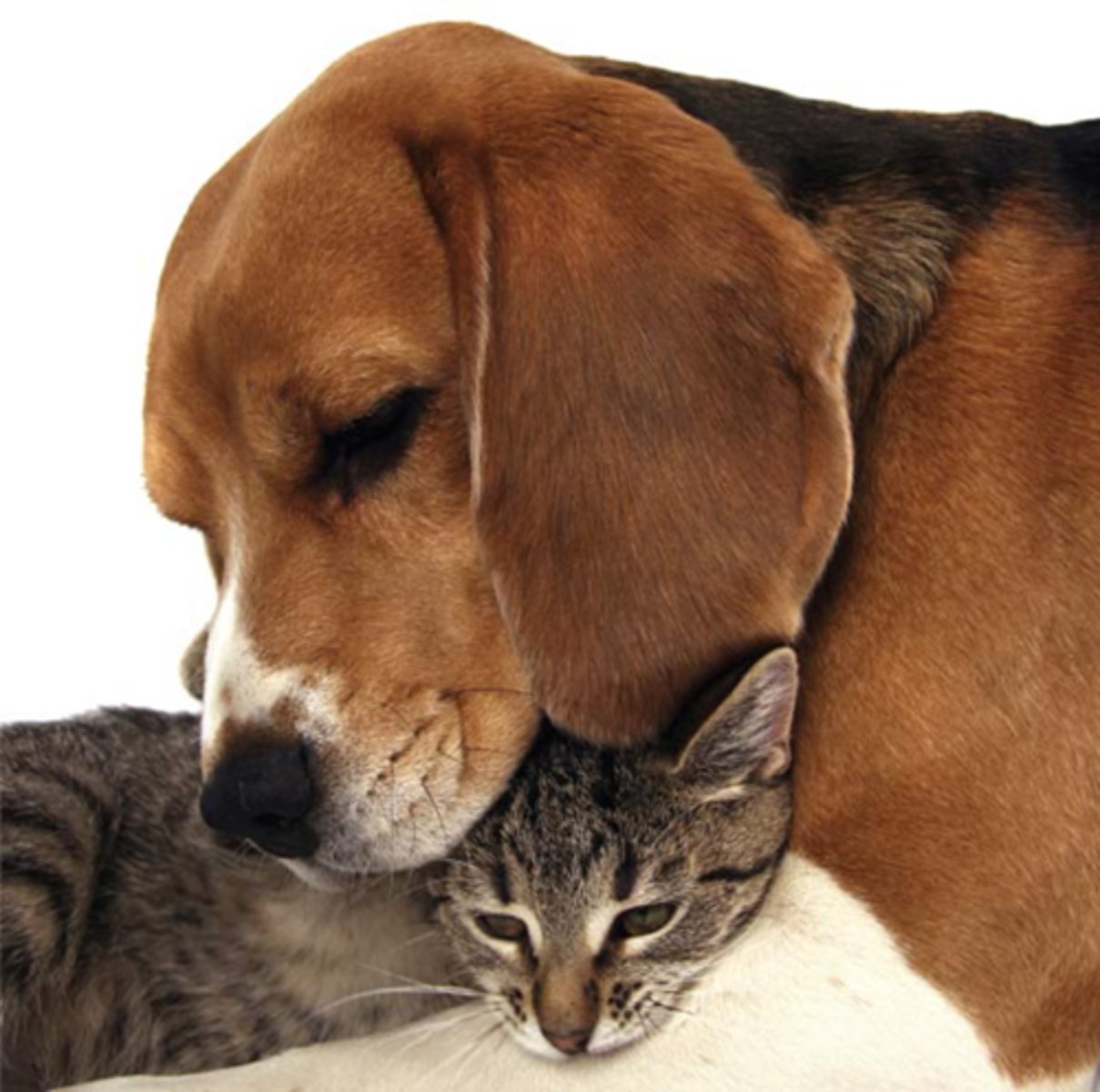 <p>to get along well with</p>