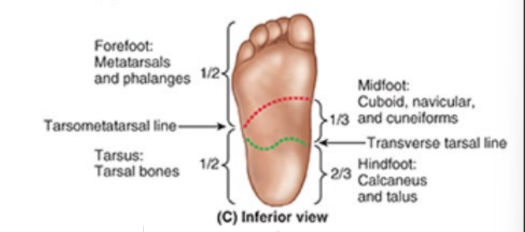 <ul><li><p>calcaneus</p></li><li><p>talus</p></li></ul><p></p>