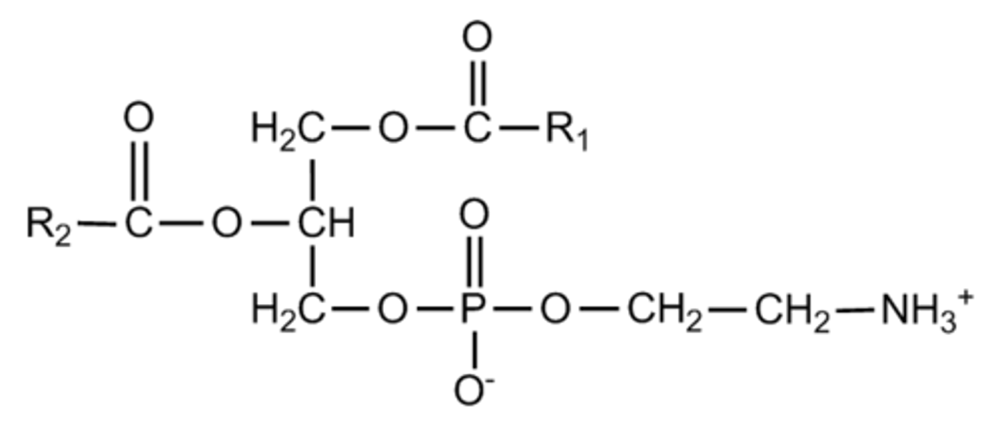 <p>glycerophospholipid w/ an ethanolamine head group</p>