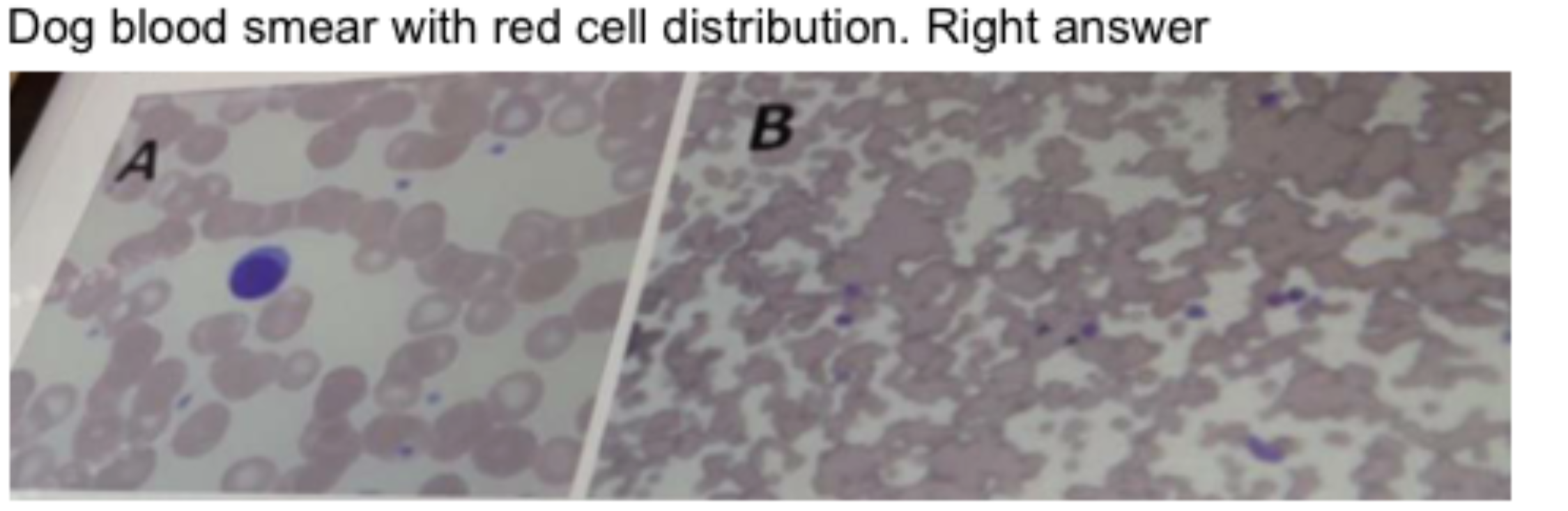 <p>Picture B is a normal finding in horses.</p>