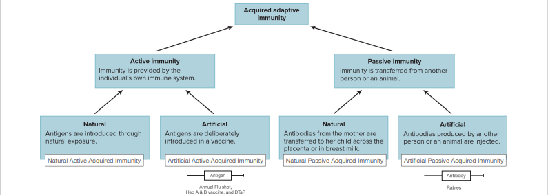 <p>Non-self antigens through natural exposure</p>