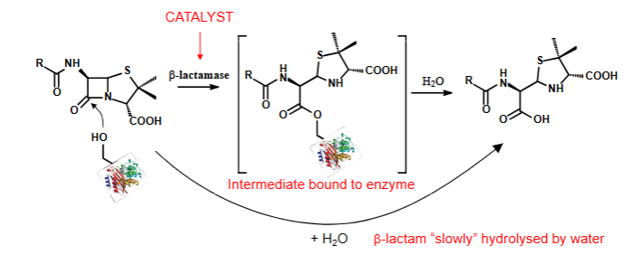 <ul><li><p><span>β‑lactamases catalyse hydrolysis of the amide bond in the β‑lactam ring.</span></p></li><li><p><span>This opens the ring, destroying the structural mimicry of D‑Ala‑D‑Ala needed for binding to PBPs.</span></p></li><li><p><span>Once the ring is opened, the antibiotic cannot inhibit transpeptidases, so cell‑wall synthesis continues normally</span></p></li></ul><p></p>