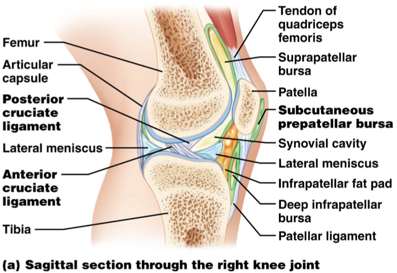 <ul><li><p>Sit b/w the synovial &amp; fibrous joint capsules</p></li><li><p>Provide cushioning for moving joints</p></li><li><p>Accumulation of adipose tissue</p></li><li><p>Act as space fillers</p></li><li><p><strong>Actually intracapsular, but are <em>extrasynovial</em></strong></p></li><li><p>Help spread synovial fluid</p></li></ul><p></p>