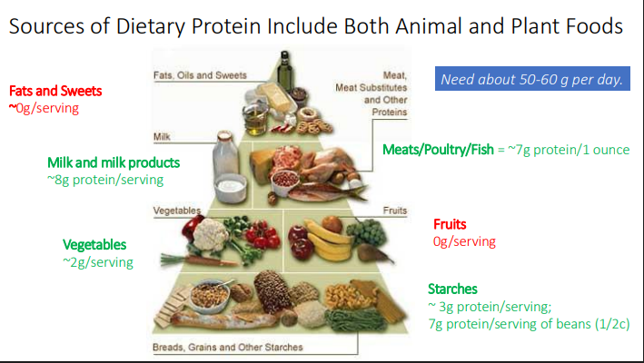 <p>Fats/Sweets → ~0</p><p>Milk + Milk products → ~8 g/serving</p><p>Vegetables → ~2g/serving </p><p>Meat/Fish/Poultry → ~7 g/ounce</p><p>Fruits → 0</p><p>Starches→ ~3 g/serving; 7 g/serving of beans (1/2 cup)</p>