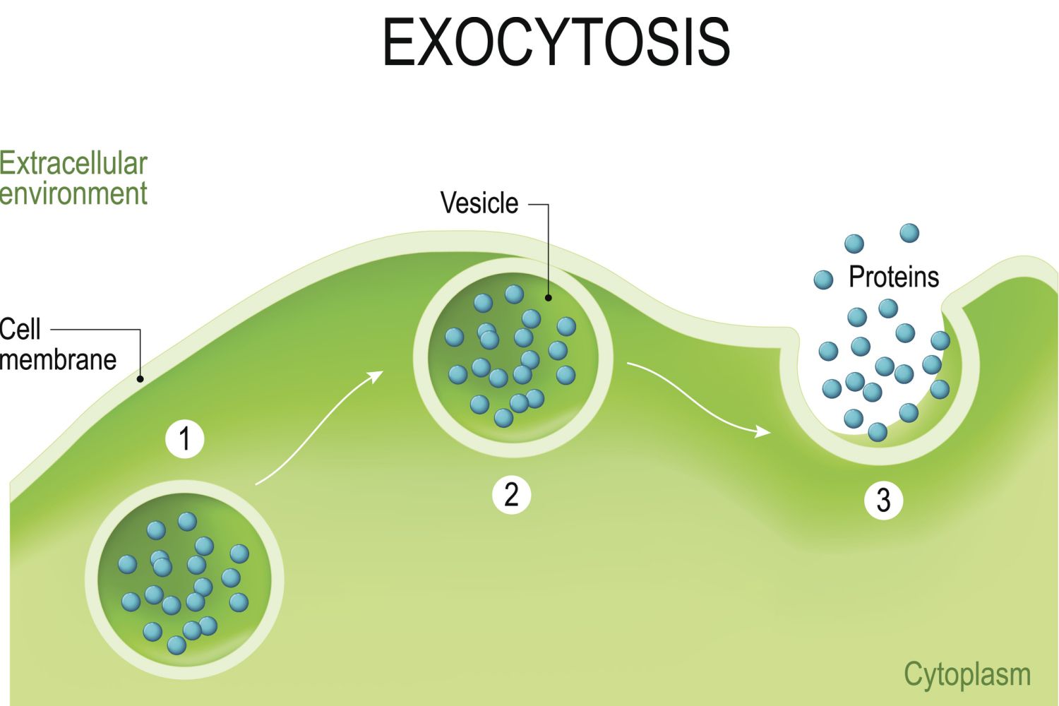 <p>vesicles fuse with plasma membrane to expel molecules; no carrier proteins involved; contents don’t cross membrane individually</p>