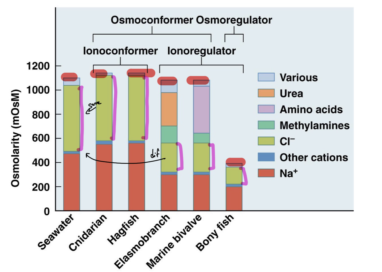 <p>Some animals can be both ionoconformers and osmoconformers, matching their total solute concentration to the environment as well as matching specific ion profile to the ion profile of the environment, same concentration of Na+, Cl-, etc.</p><p>However, some animals can also be ionoregulators but can have the same total solute concentration (osmolarity) as environment. So they would have different amounts of specific ions but end up with the same total solute concentration as the environment.</p><p>On the other hand, some animals are both ionoregulators and osmoregulators, controlling their own total solute concentrations and maintaining their own ion profiles as compared to their environment. </p>