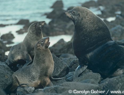 <p>Order Carnivora</p><p>Suborder Pinnipedia</p><p>Family Otariidae</p><p>Subfamily Artocephalinae</p><p><em>Arctocephalus philippii</em></p><p>aka</p><p>fun fact(s)</p><p>IUCN</p>
