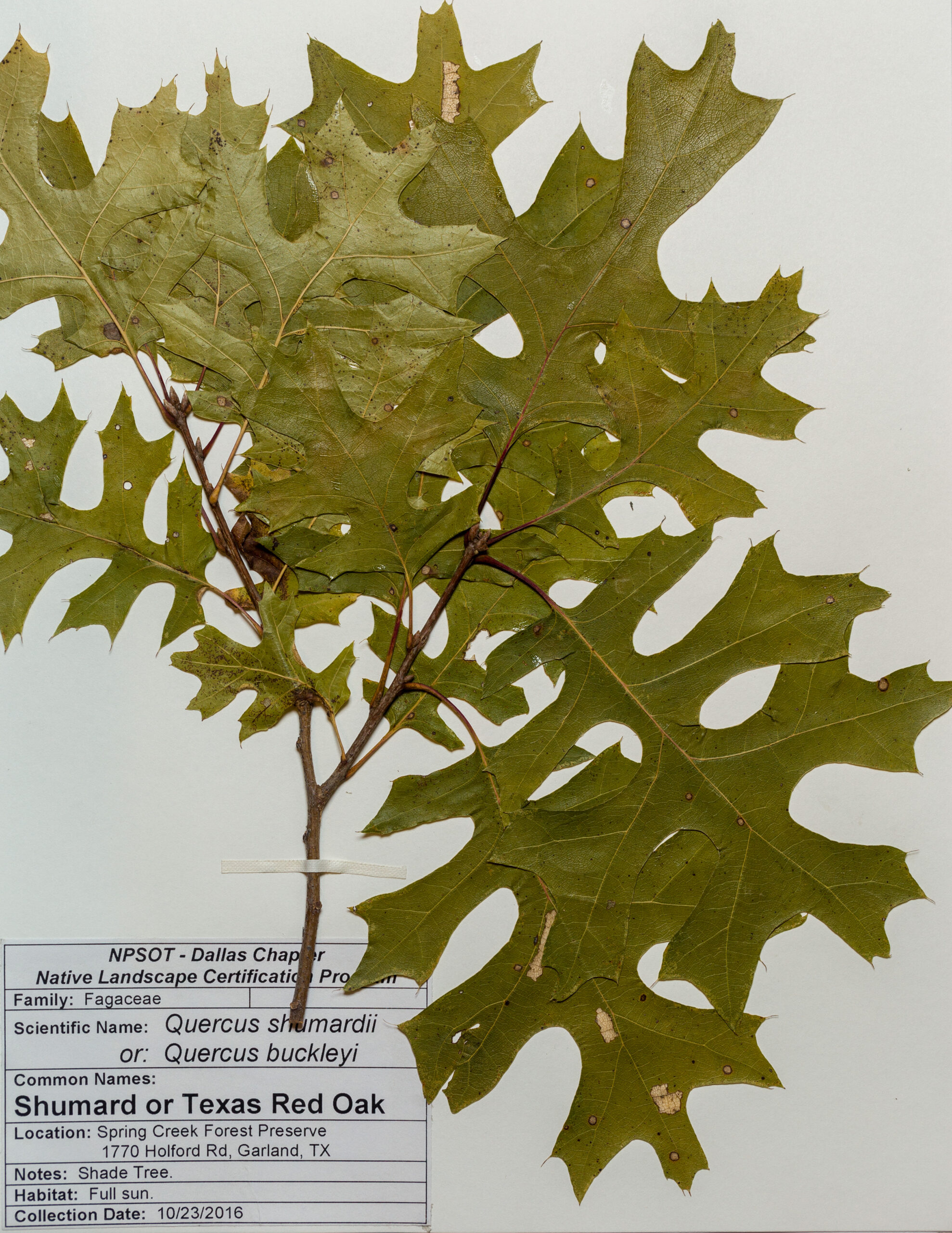 <p>Shumard oak</p>
