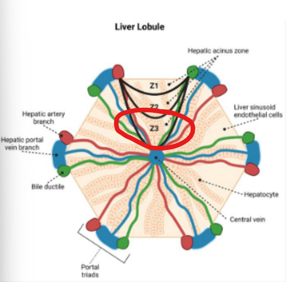 <p>Blood enters the liver through the portal vein, carrying nutrients and toxins, including ammonia, and flows toward the central vein. </p><p>Along this pathway hepatocytes are organized into zones with different metabolic rates </p><p></p><p>What accurately describes Zone 3 </p>