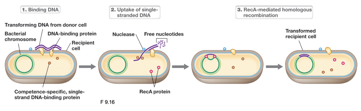 <ul><li><p>Once at the membrane, a competence-associated transport system (such as Rec2/Com proteins) binds extracellular dsDNA</p></li><li><p>As the DNA is transported across the membrane, one strand is degraded by nucleases while the other strand is imported into the cytosol as ssDNA (strand retained is random)</p></li><li><p>Once inside, ssDNA may be degraded, but if sufficient sequence homology exists with the host chromosome, RecA mediates homologous recombination</p></li></ul><p></p>