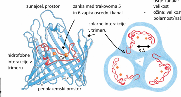 <ul><li><p>TM beta ploskve v zunanji membrani pri gram- bakterijah (v notranji mem so TM prot večinoma iz alfa heliksov)</p></li><li><p>tvorijo z vodo napolnjen kanal → difuzija (omejena velikost da toksini nemorejo notr), vseeno dokaj velik kanal - snovi ne grejo direkt v citosol</p></li><li><p>zvitje gori-in-dol beta sodček, ponavadi 16 trakov, naklon 40°</p></li></ul><p></p>