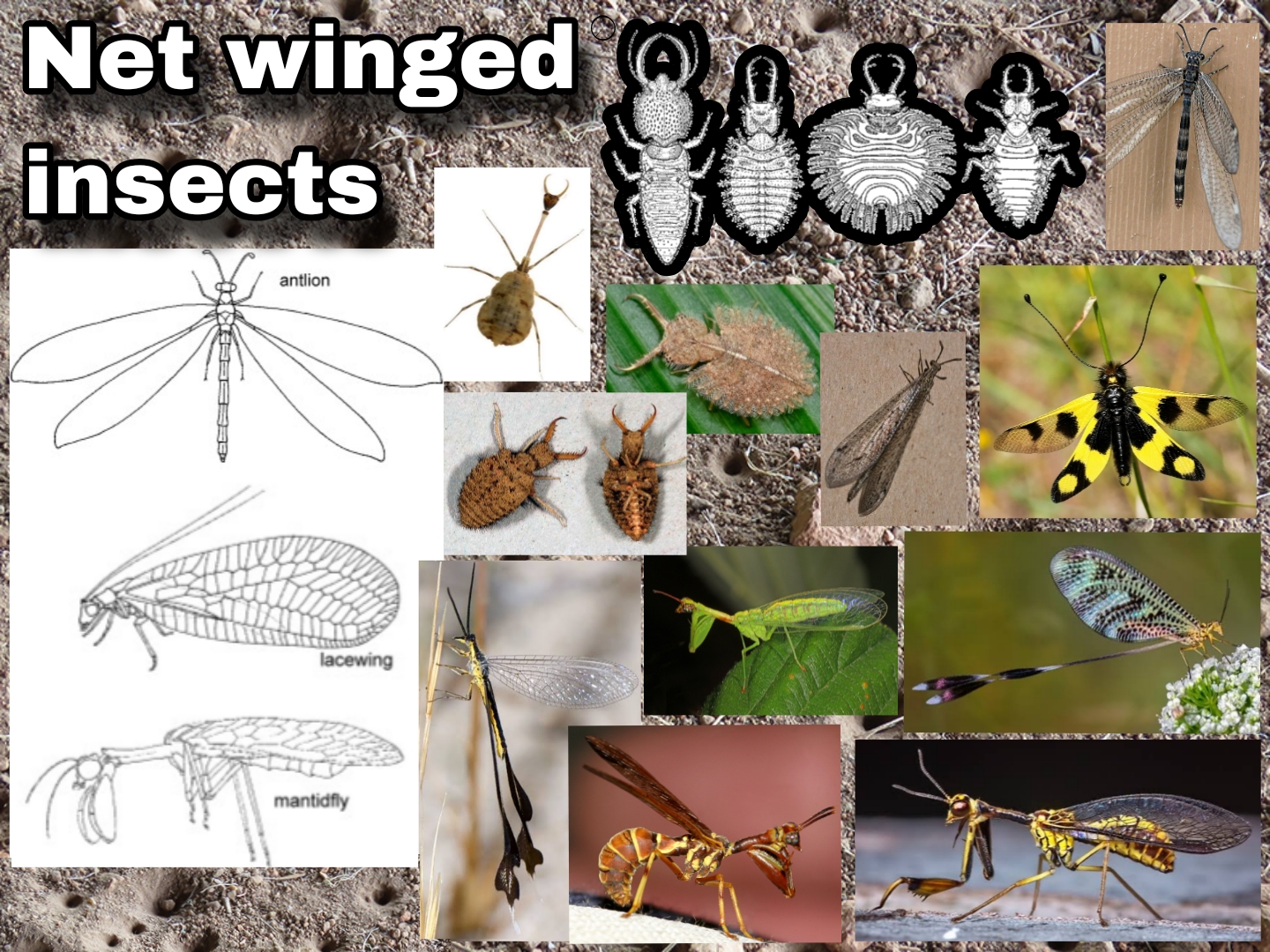 <p>Net winged insects</p>