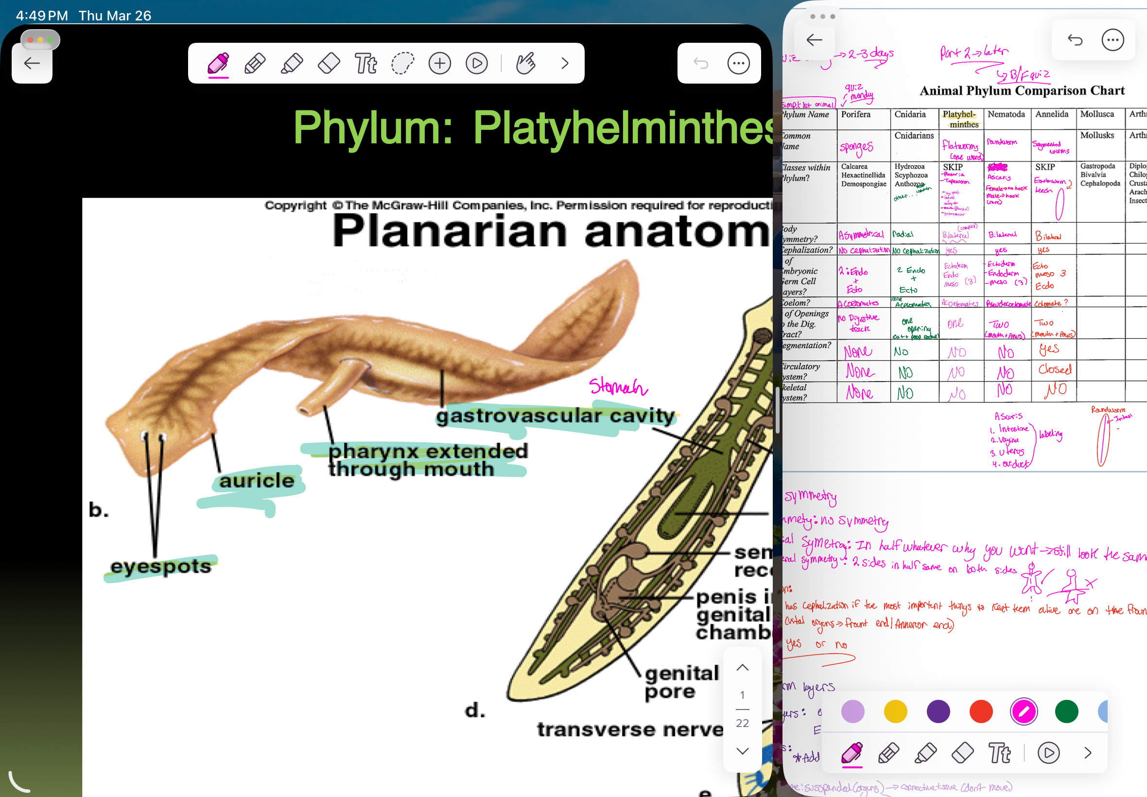 <p>The <span>Auricles in flatworms (planarians) are </span><strong><mark data-color="rgba(0, 0, 0, 0)" style="background-color: rgba(0, 0, 0, 0); color: inherit;">specialized, ear-like projections on the sides of the head recoptors of motion and toach</mark></strong></p><p></p><p><strong><mark data-color="rgba(0, 0, 0, 0)" style="background-color: rgba(0, 0, 0, 0); color: inherit;">Gastrovascular cavity: central, sac-like digestive chamber with a single opening that functions as both mouth and anus</mark></strong><span>,</span></p>