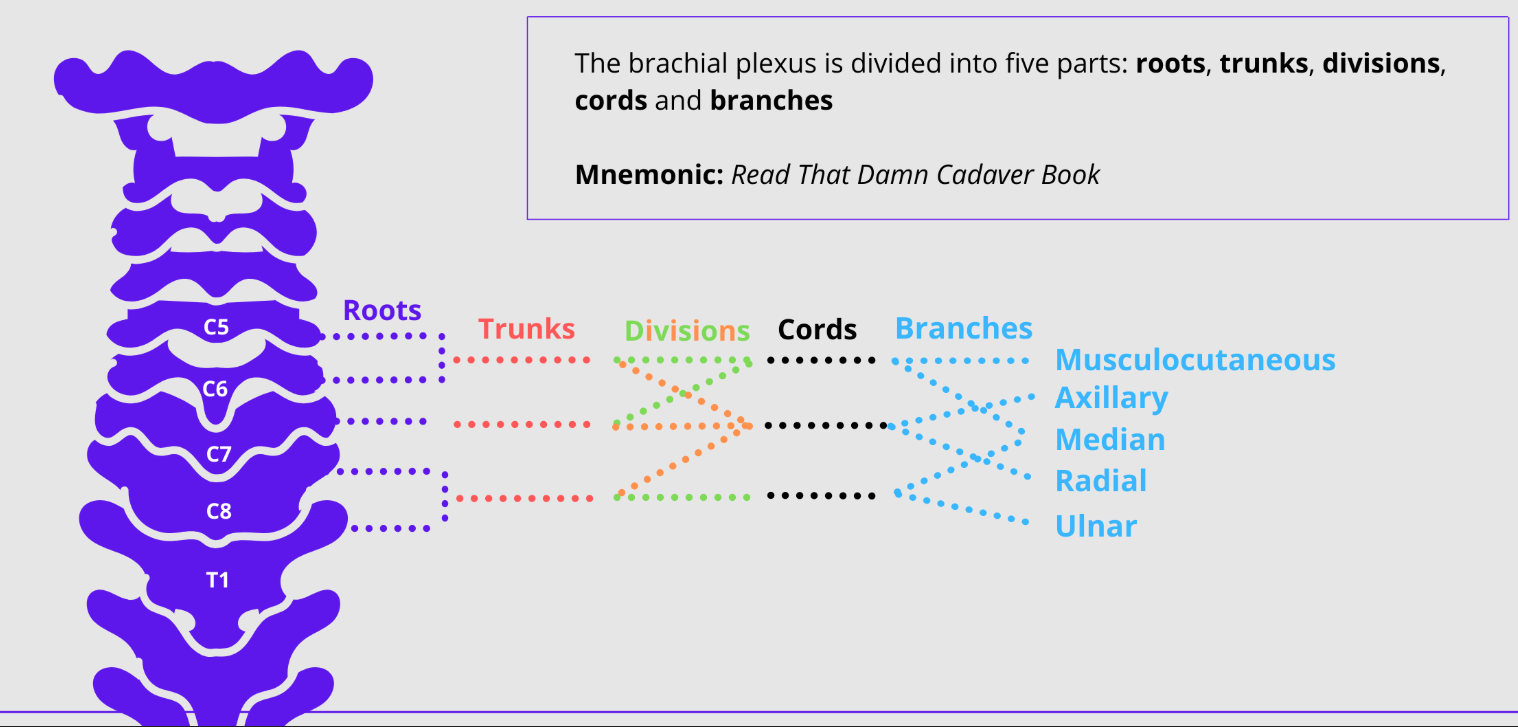 <p>Roots, Trunks, Division, Cords, Branches.</p>
