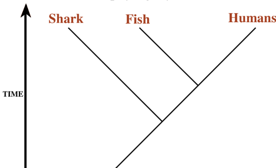 <p>In this phylogeny fish and shark are more closely related than any other combinations.</p>