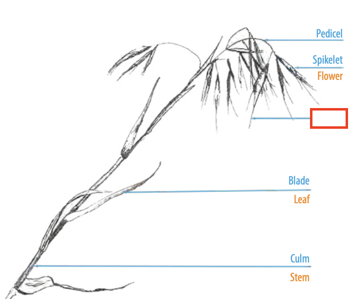 <ul><li><p><span><span>a hairy or bristle-like growth on a plant</span></span></p></li><li><p><span><span>on seeds of grasses → form foxtails which assist seed dispersal by being barbed and sticking to passing animals</span></span></p></li></ul><p></p>