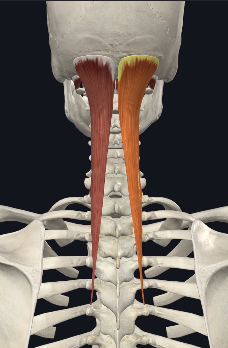 <p><strong>Unilateral:</strong> Ipsilateral lateral flexion</p><p><strong>Bilateral:</strong> extension</p>