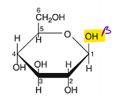 <p>when the hydroxyl group of a cyclized sugar’s anomeric carbon is projected up</p>