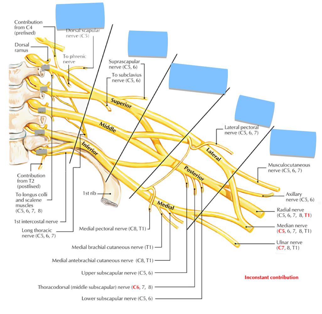 <p>Name the Roots</p>