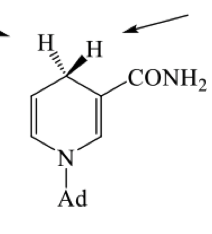 <p></p><ul><li><p>acts as natures reducing agent by delivering a hydride and enabling oxidation to occur forming NAD+</p></li></ul><p></p>
