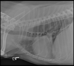 <p>What are the arrows pointing to in this radiograph?</p><p>a. Longus Colli Muscle</p><p>b. Tracheal Stripe Sign</p><p>c. Superimposed Dorsal Tracheal Wall and Ventral Esophageal Wall</p><p>d. Both B and C</p>