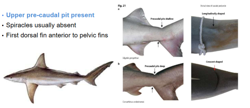 <p>Class & Family? (Upper pre-caudal pit present, Spiracles usually absent, First dorsal fin anterior to pelvic fins)</p>
