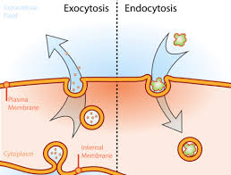<p>Describe endocytosis and exocytosis.</p>