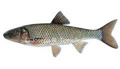 <p>Semotilus corporalis</p>