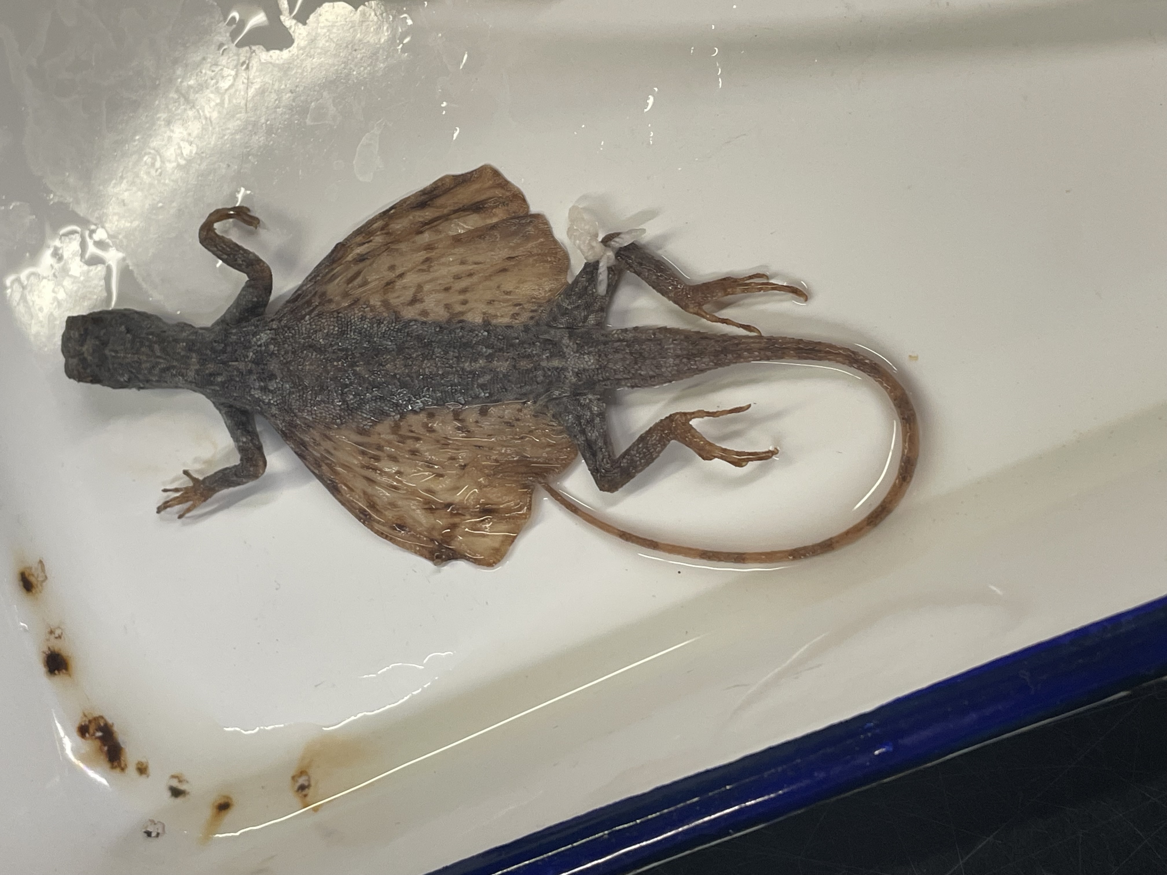 <p>Genus and species</p>