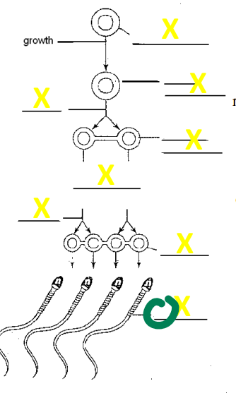 <p>name the cell</p>