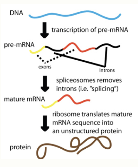 <p>Pre mRNA contains introns and exons</p>