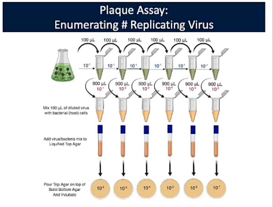 <p>Enumerates Concentration of Replicating Viruses</p>