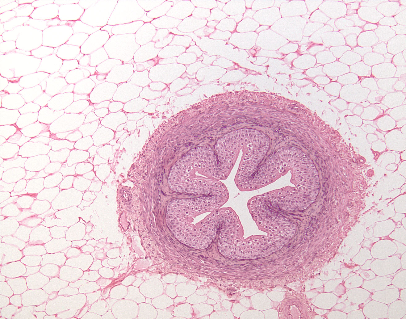 <p>what tissue is this?</p>