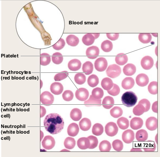 <p>Blood (Connective Tissue Structure)</p>