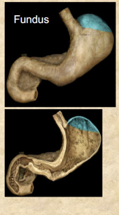 <p>dome-shaped superior portion</p>