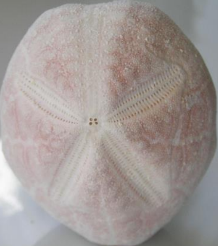 <p>Jurassic - Recent (201-0 Ma)</p><p>Bilateral symmetry superimposed on radial/pentameral symmetry</p><p>Periproct outside of apical area</p><p>Presence of petals</p><p>Mobile, burrowing</p>