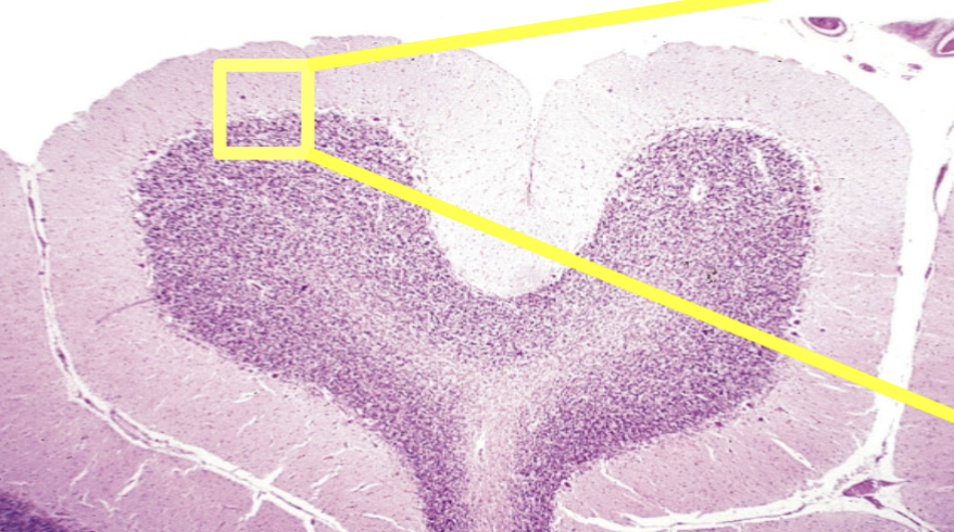 <p>What is the medulla of the cerebellum composed of?</p>